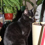 Jet the Cat