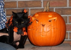 Jet the Cat and pumpkin.jpg